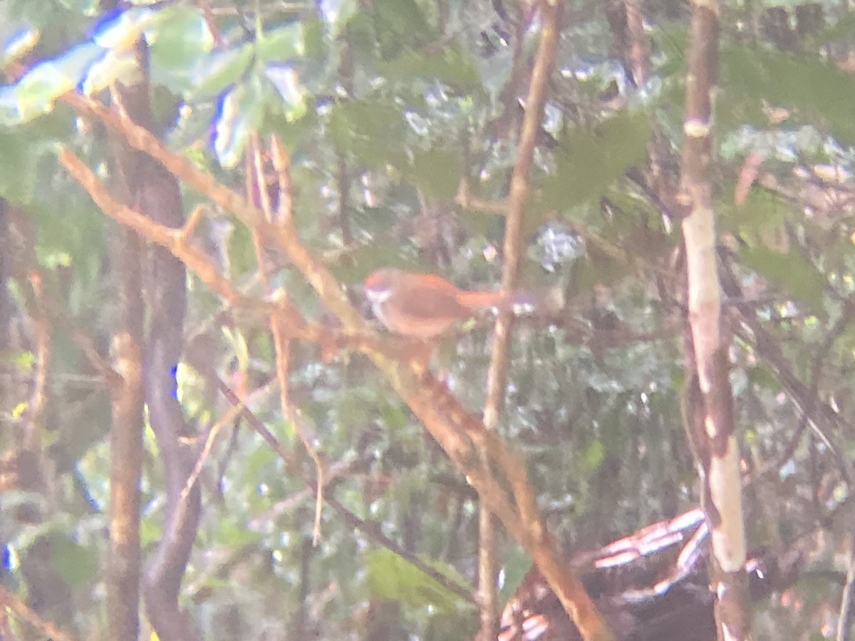 Australian Rufous Fantail - ML609319627