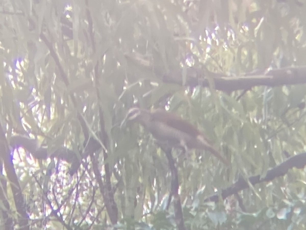 Magnificent Riflebird - ML609319631