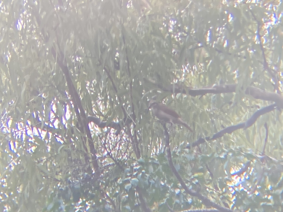 Magnificent Riflebird - ML609319632