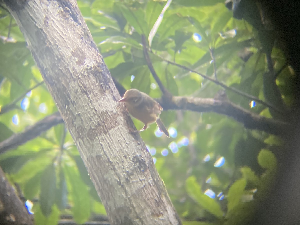 Rufous Shrikethrush - ML609319652