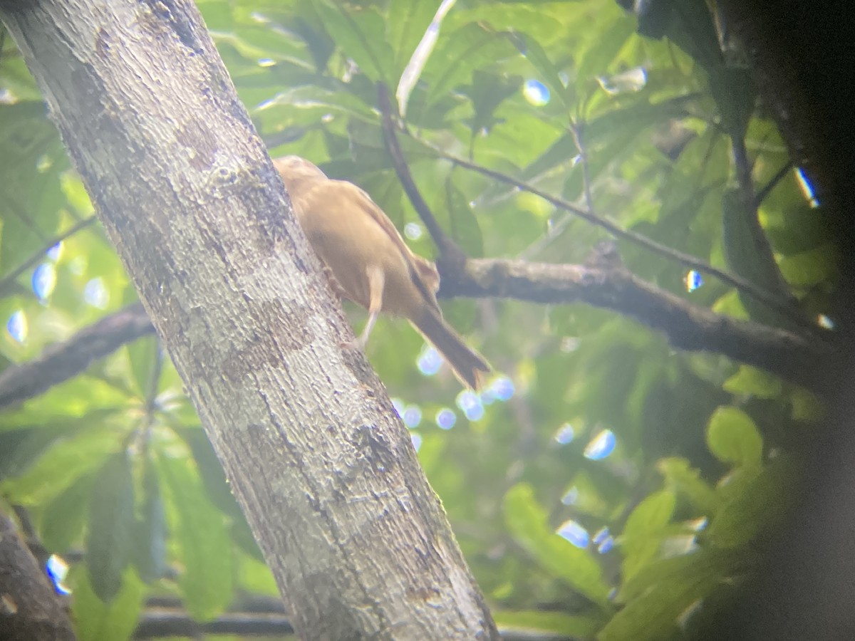 Rufous Shrikethrush - ML609319653