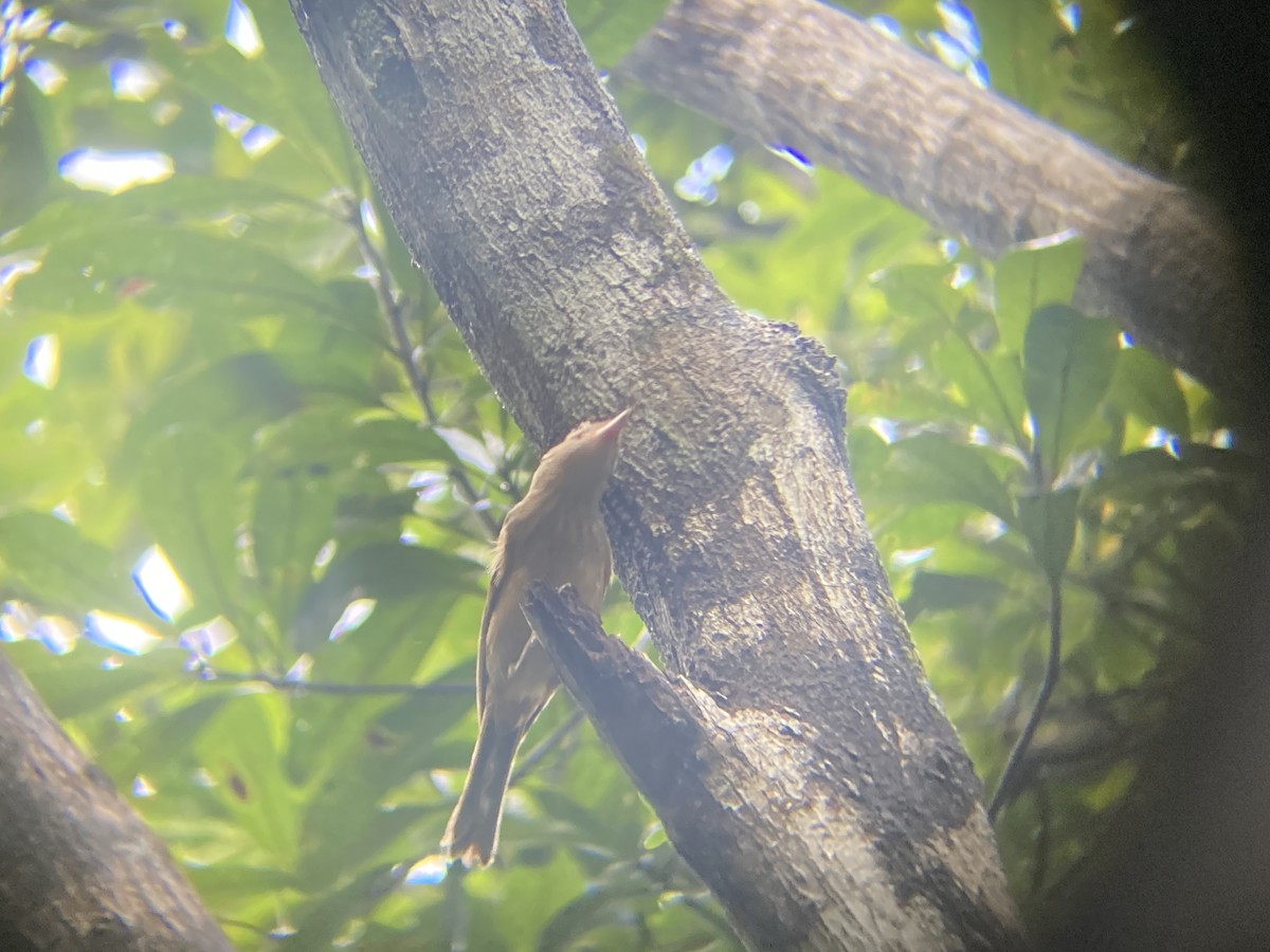 Rufous Shrikethrush - ML609319654