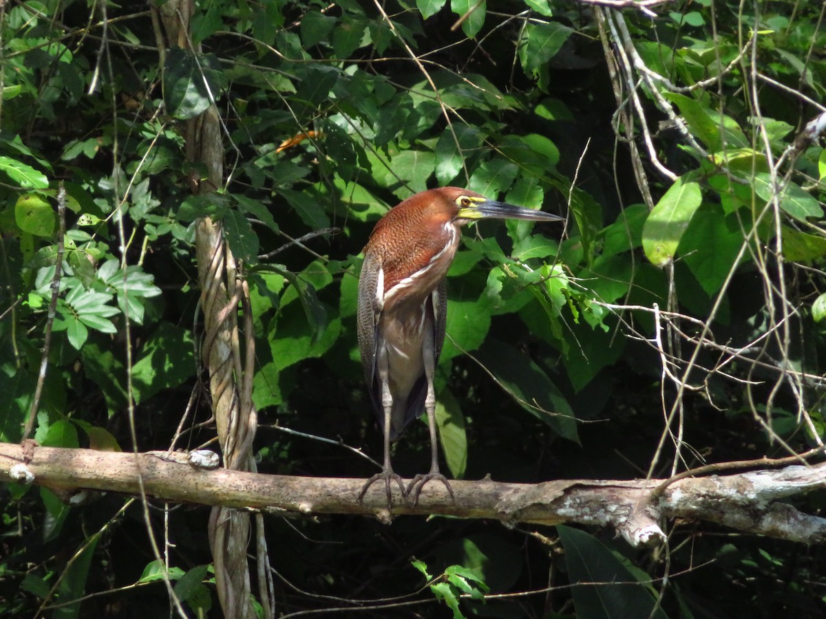 Rufescent Tiger-Heron - ML609319656