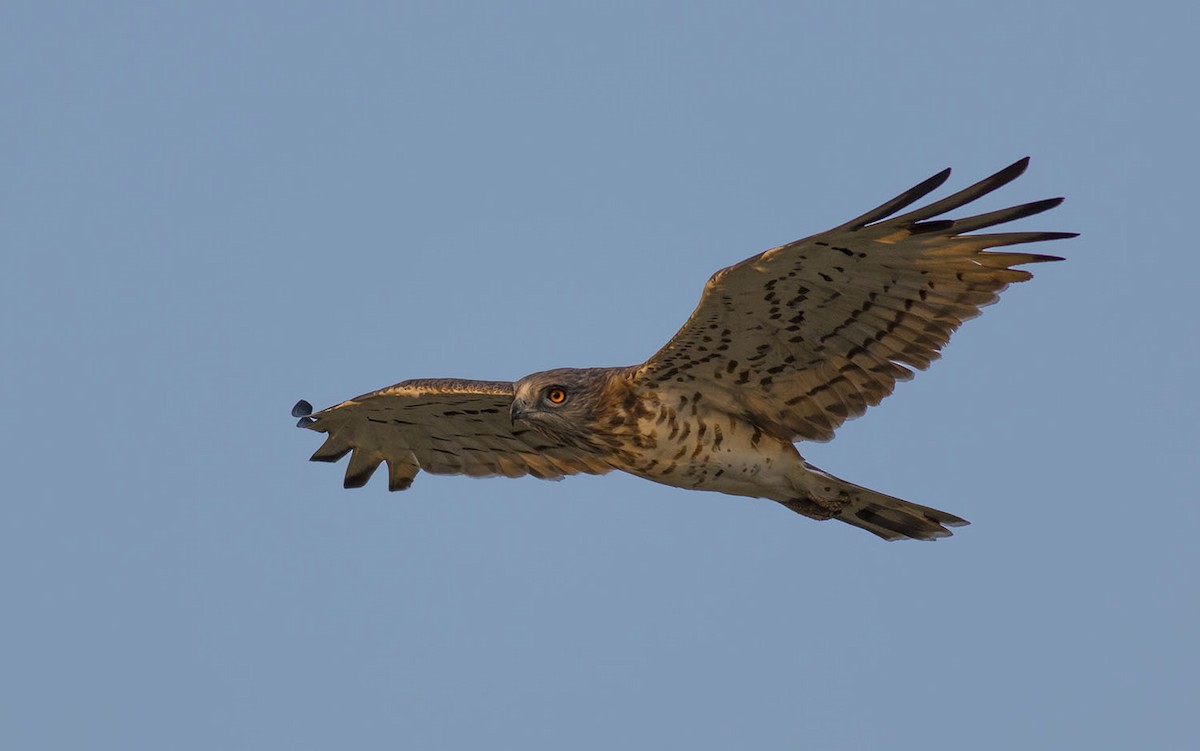 Short-toed Snake-Eagle - Vinod Puri Goswami