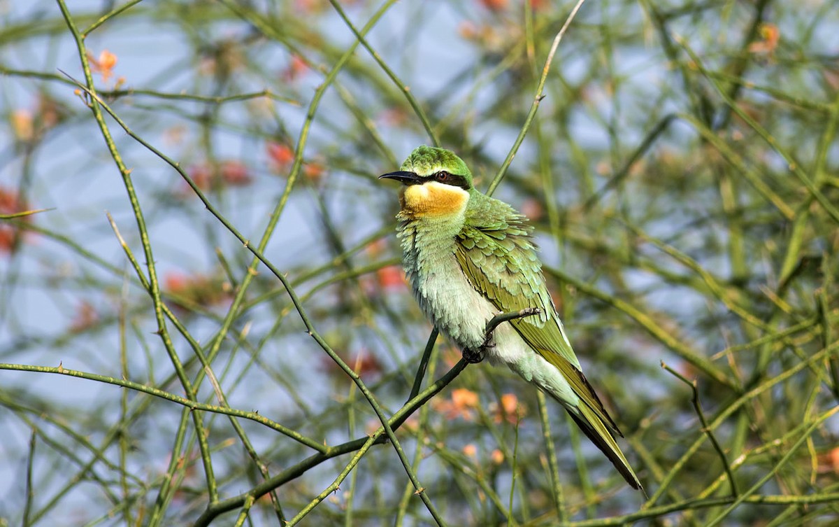 Blue-cheeked Bee-eater - ML609319901