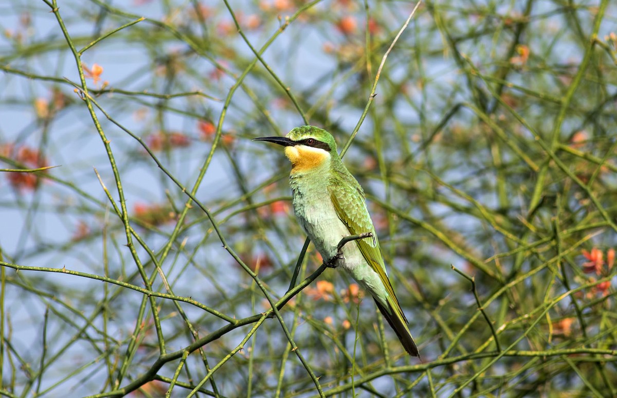 Blue-cheeked Bee-eater - ML609319902