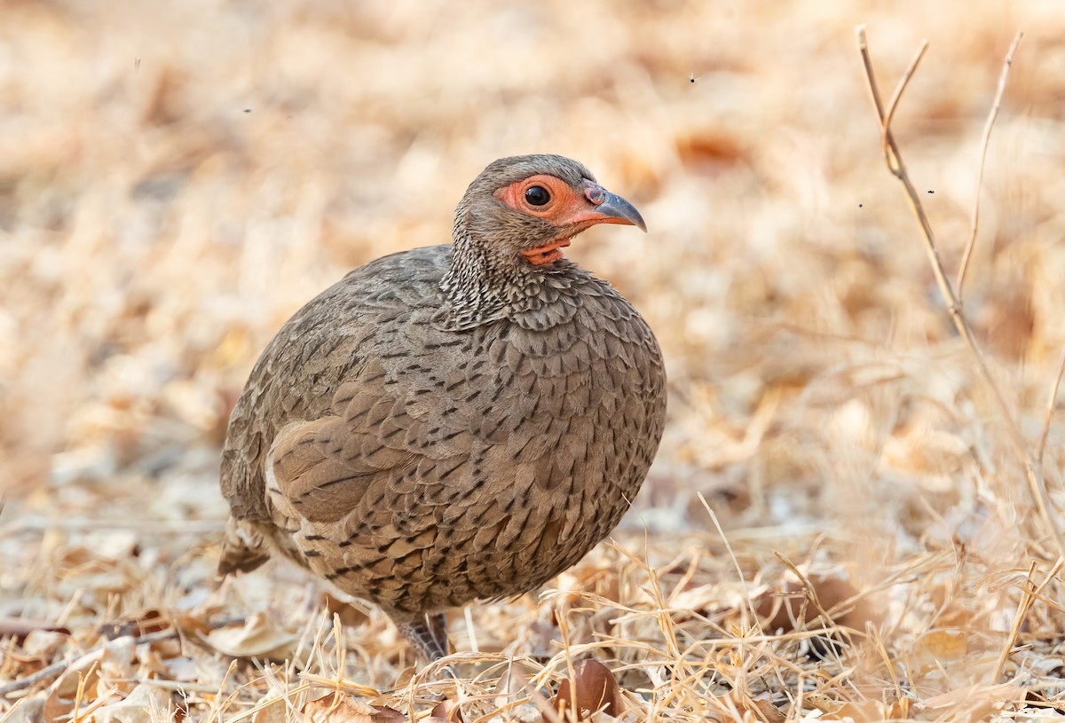 Swainson's Spurfowl - ML609319945