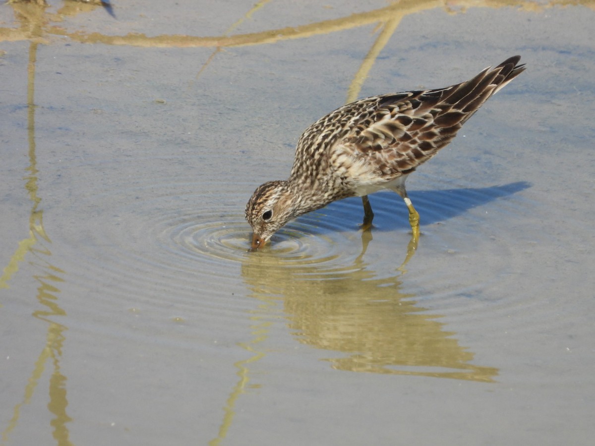 Graubrust-Strandläufer - ML609320026