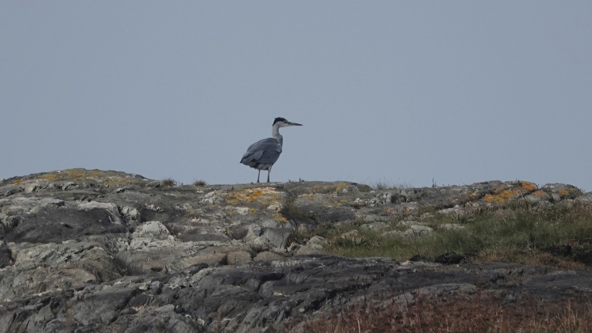 Gray Heron - Barry Day