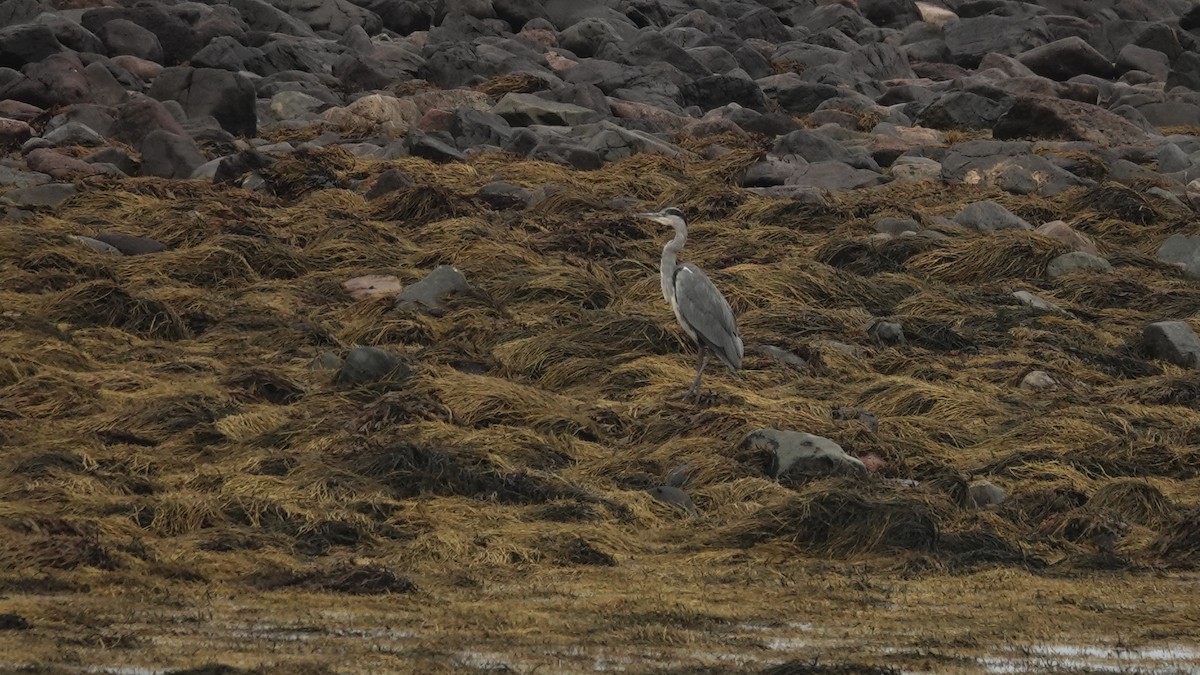 Gray Heron - ML609320048