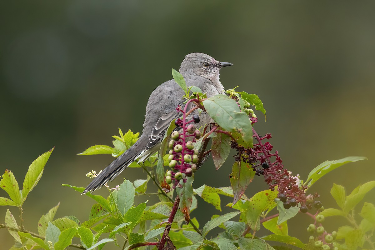 Northern Mockingbird - ML609320119