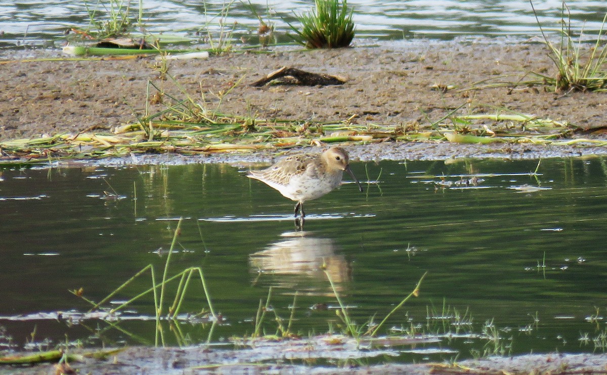 Dunlin - Michel Turcot