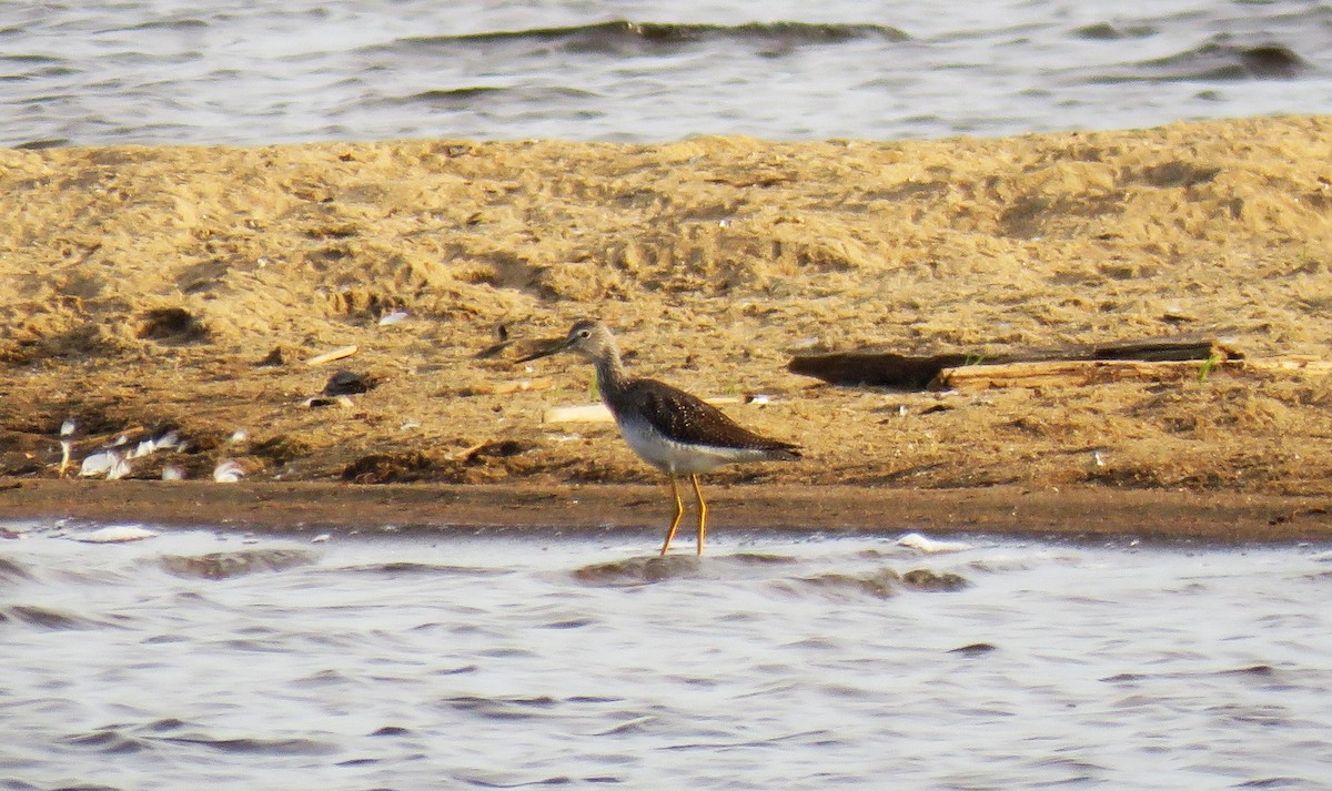 Greater Yellowlegs - ML609320191