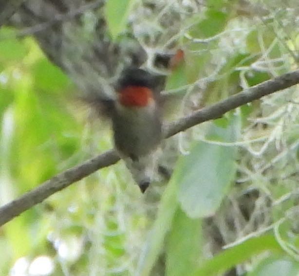 Ruby-throated Hummingbird - ML609320235