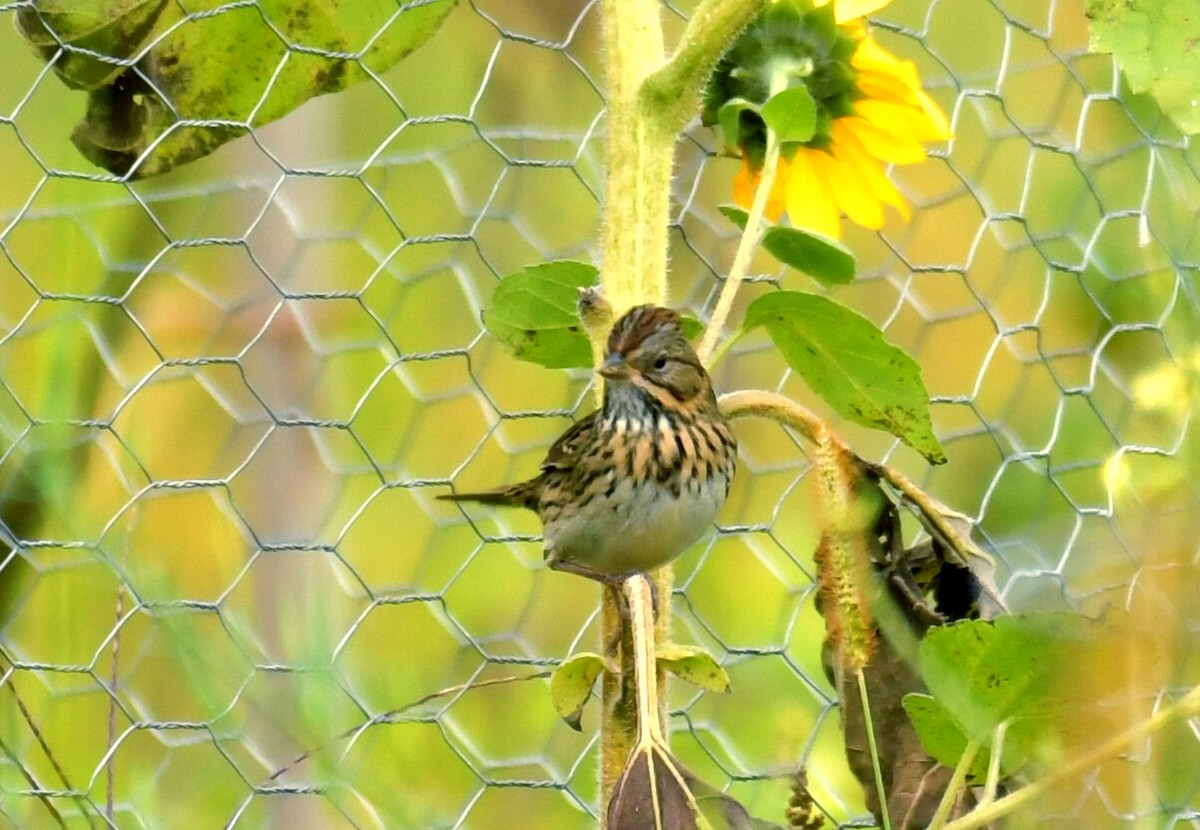 Lincoln's Sparrow - ML609320240