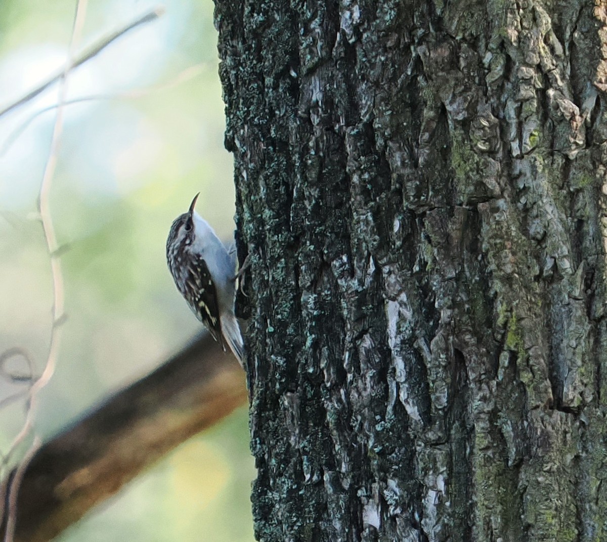 Brown Creeper - ML609320254