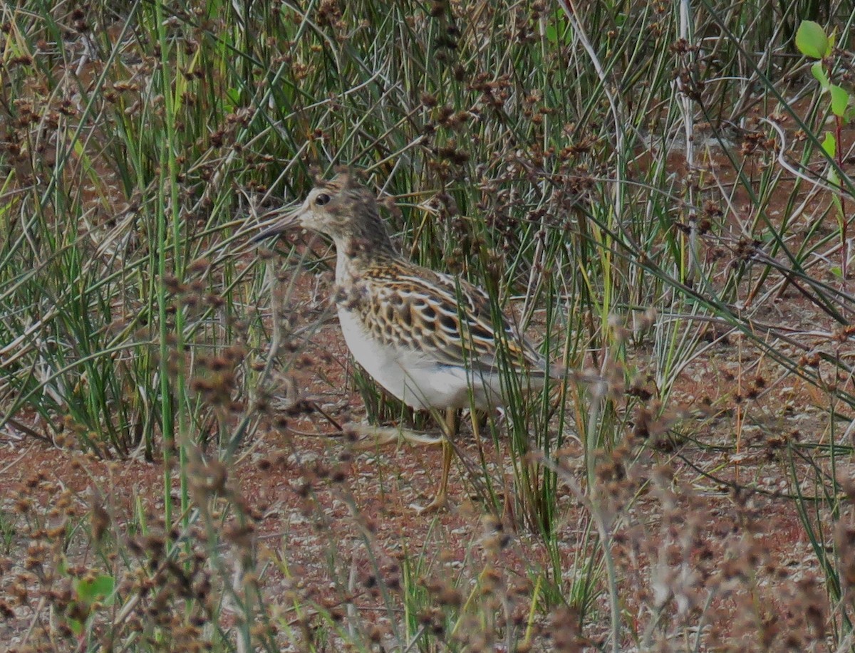 Pectoral Sandpiper - Michel Turcot