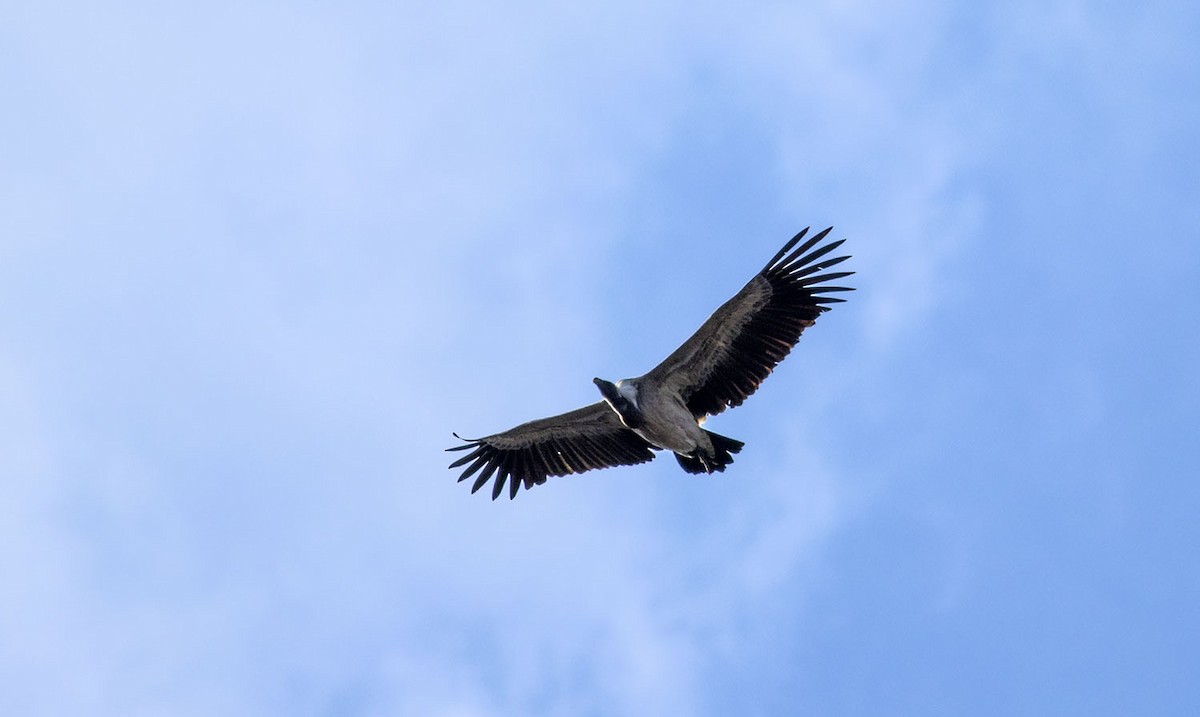 Indian Vulture - ML609320269