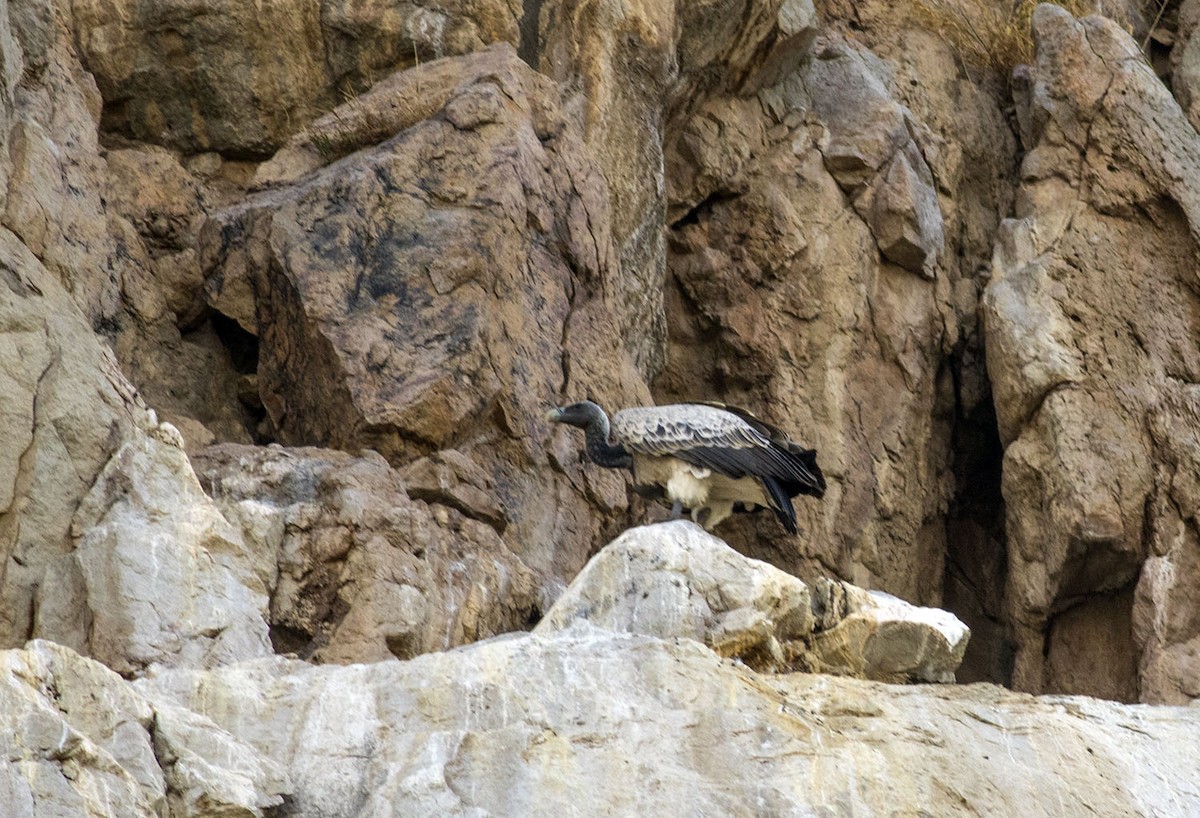 Indian Vulture - ML609320270