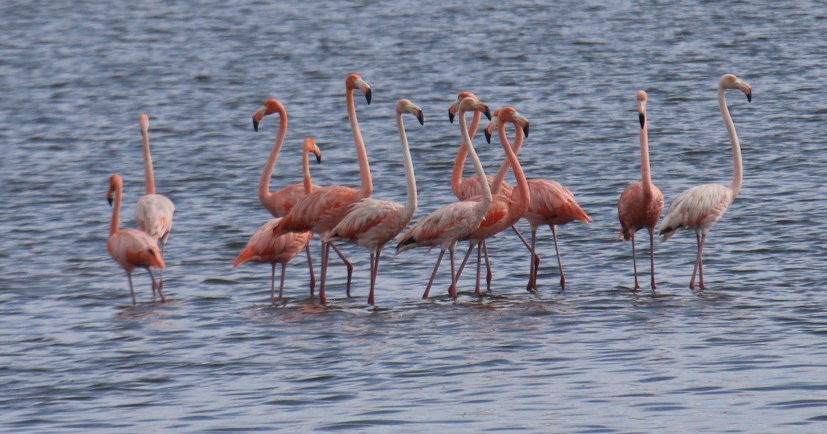 American Flamingo - ML609320367