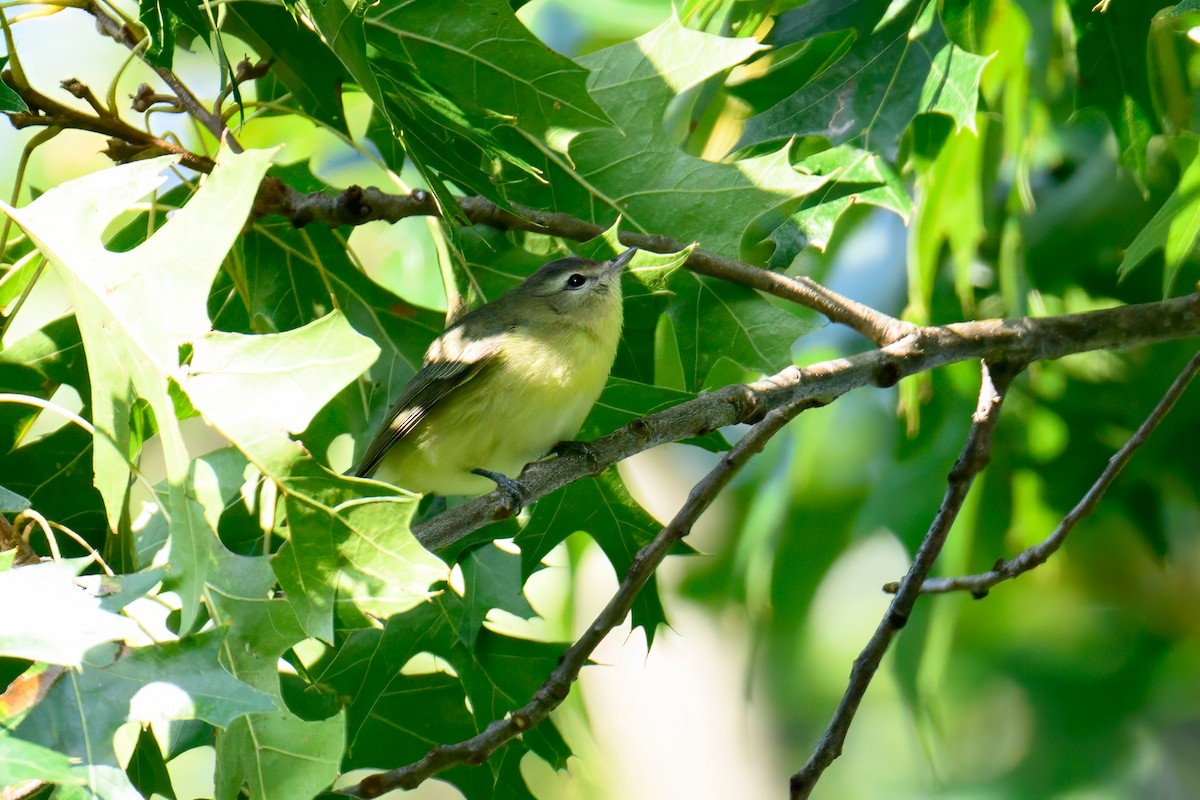 Philadelphia Vireo - ML609320383