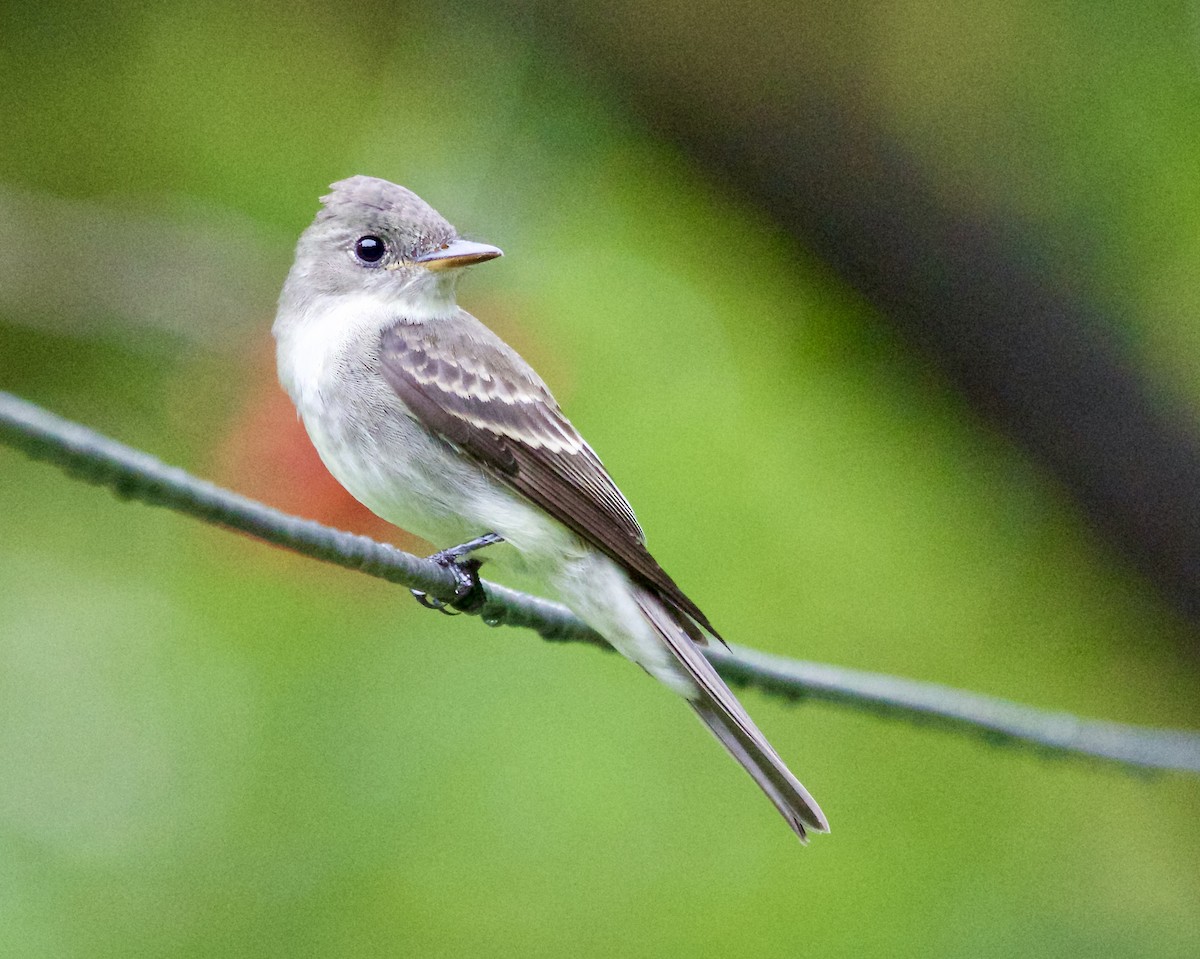 Eastern Wood-Pewee - Jack & Holly Bartholmai