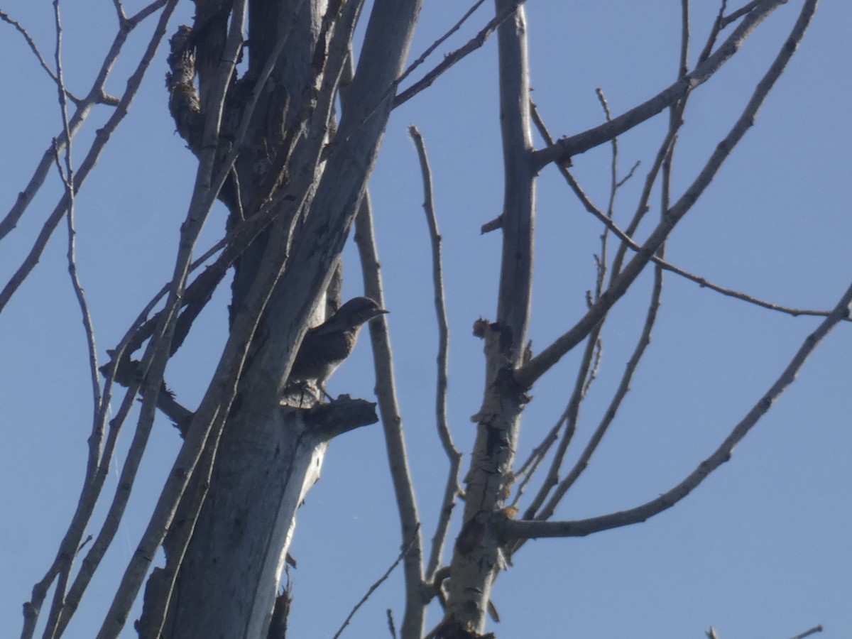 Холтсон гоётуул - ML609320481