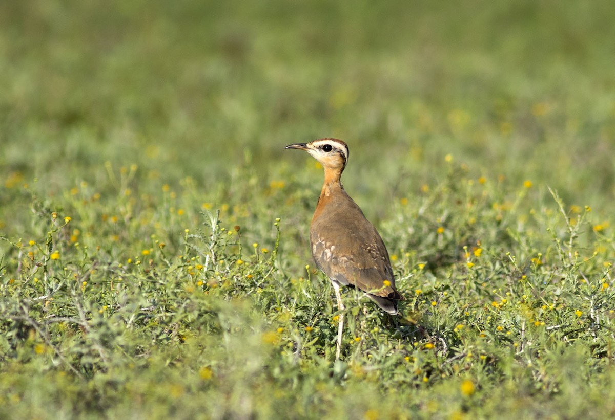 Indian Courser - ML609320493