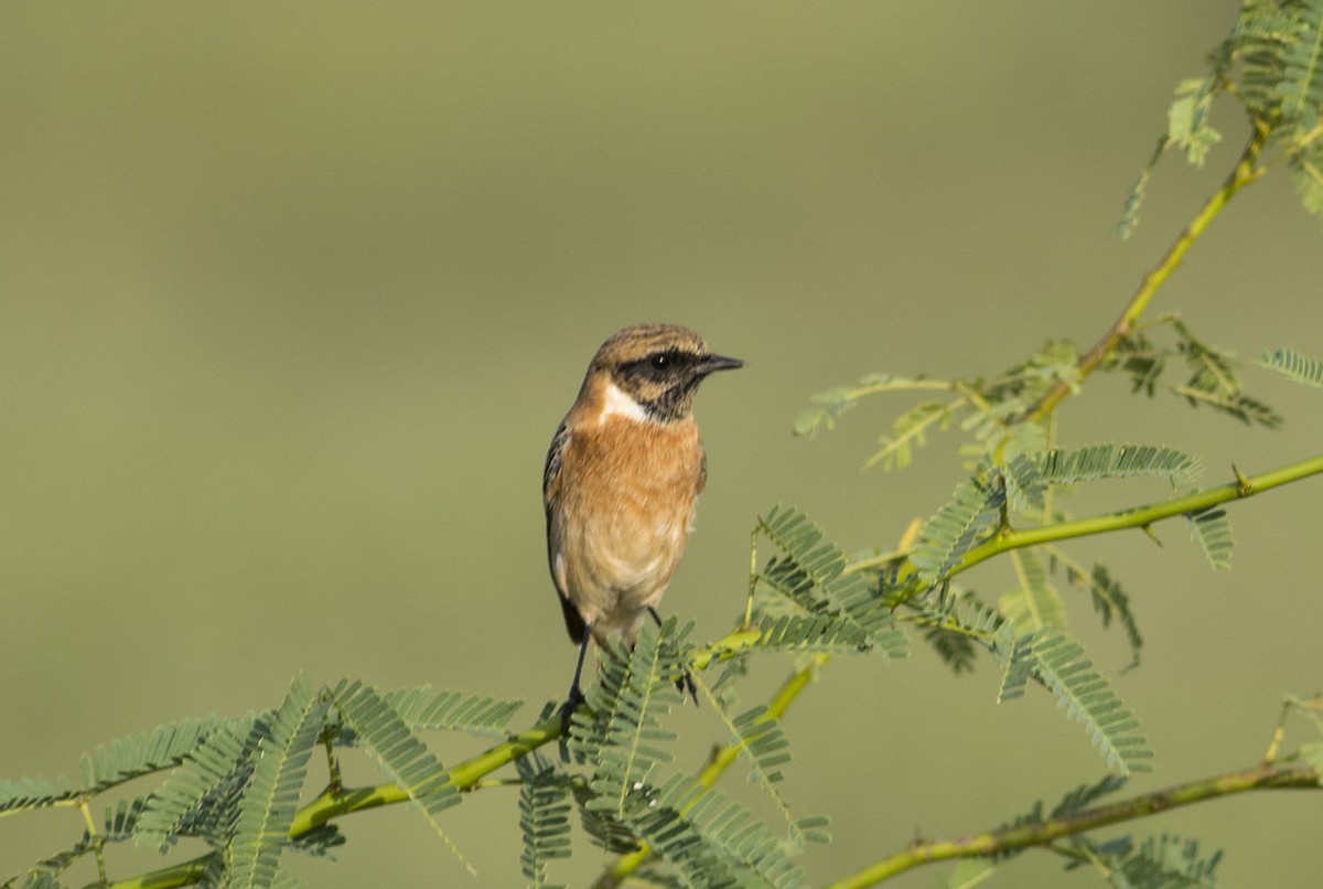 Siberian Stonechat - ML609320501