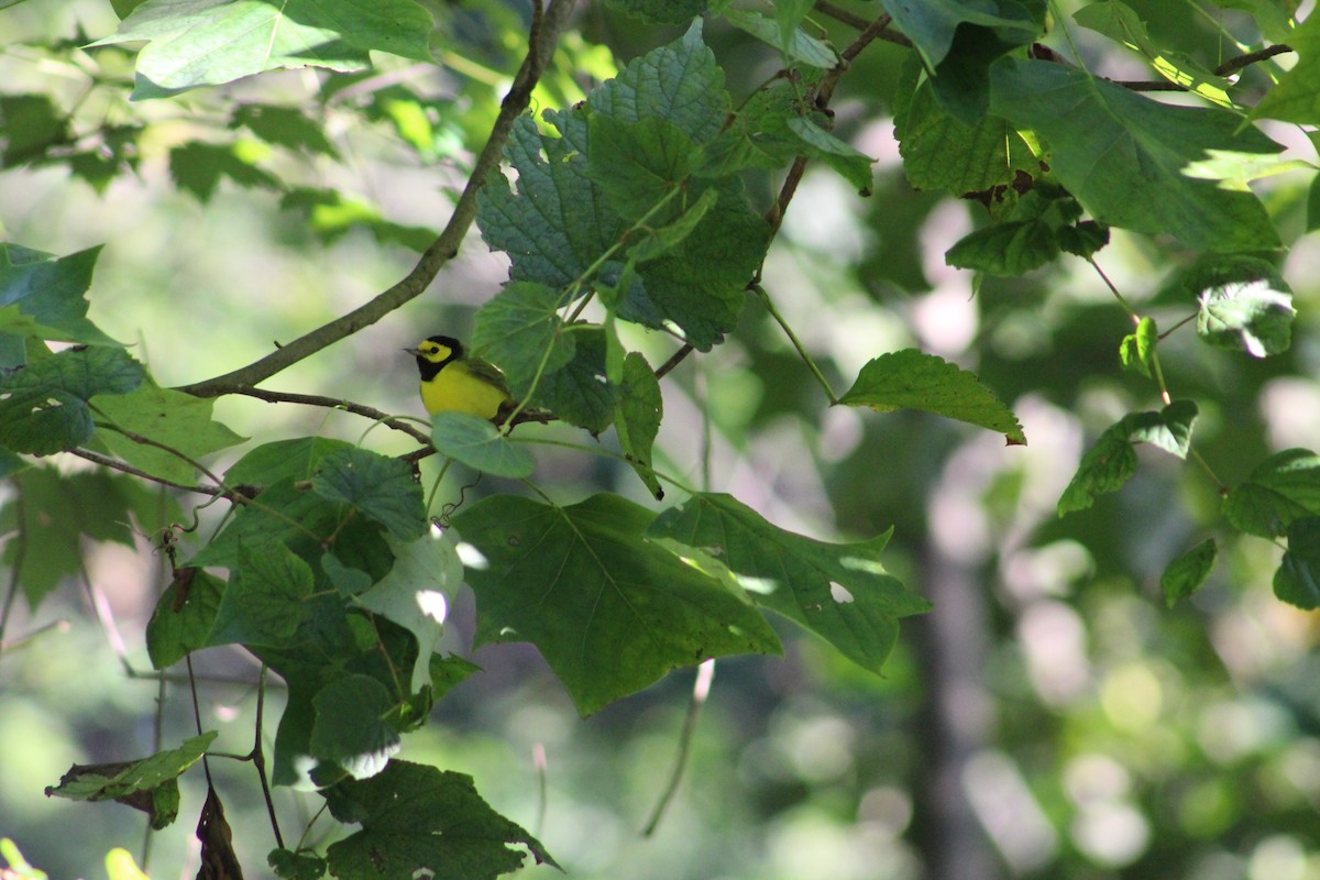 Hooded Warbler - Sophie Barno