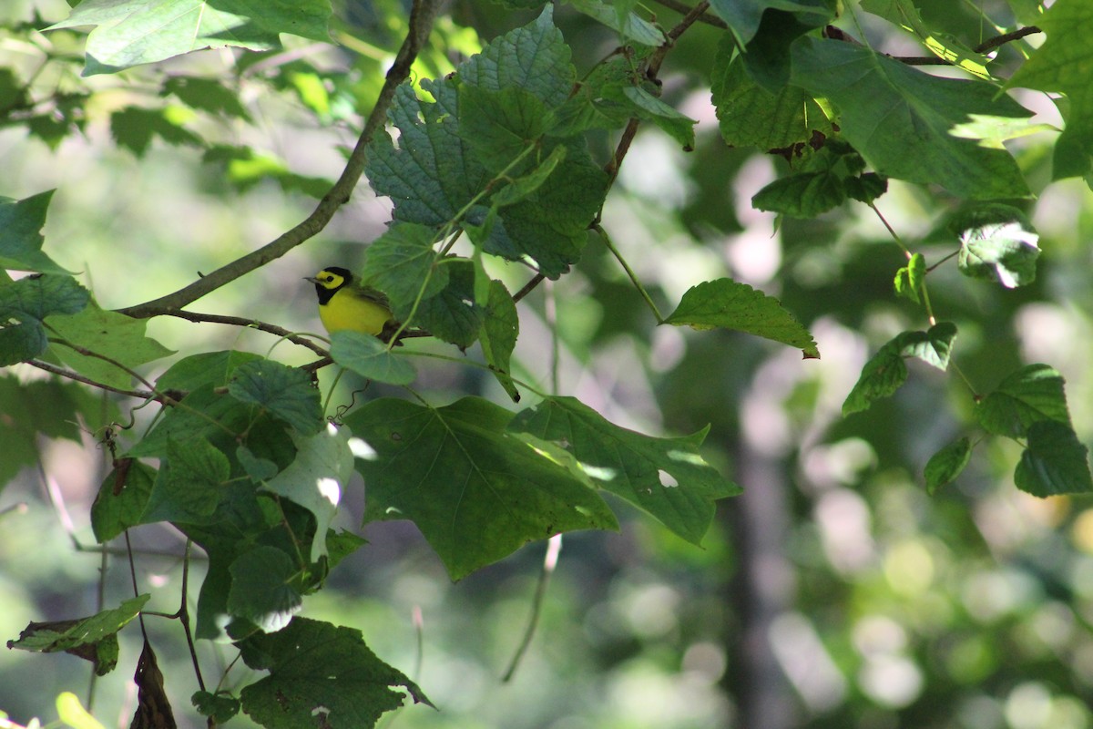 Hooded Warbler - Sophie Barno