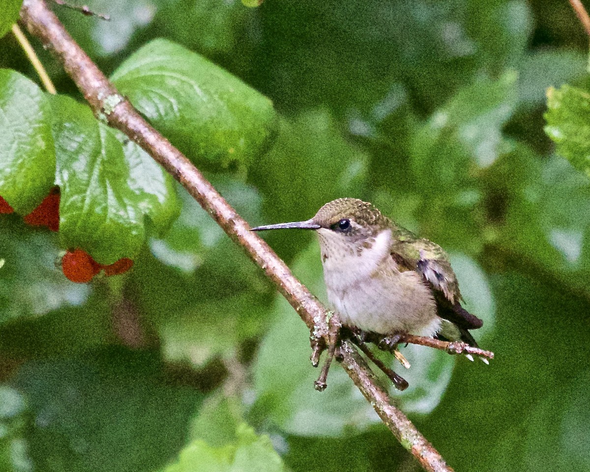 Ruby-throated Hummingbird - ML609320580