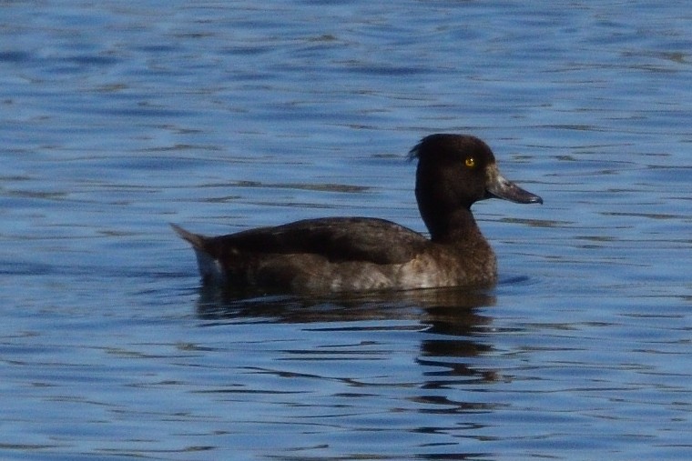 Tufted Duck - ML609320586
