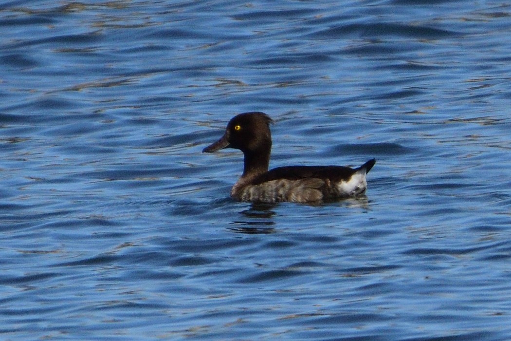 Tufted Duck - ML609320587