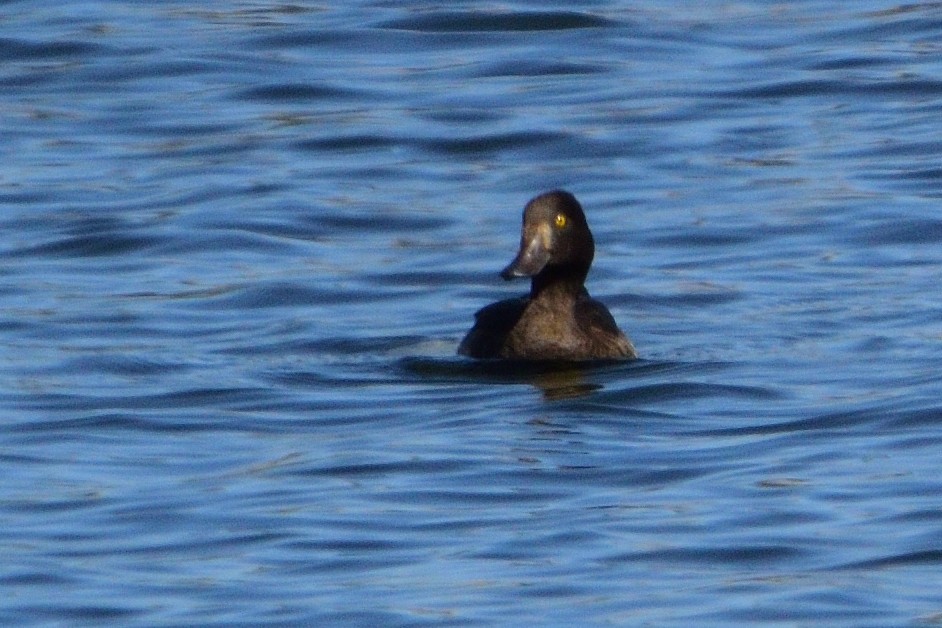 Tufted Duck - ML609320588
