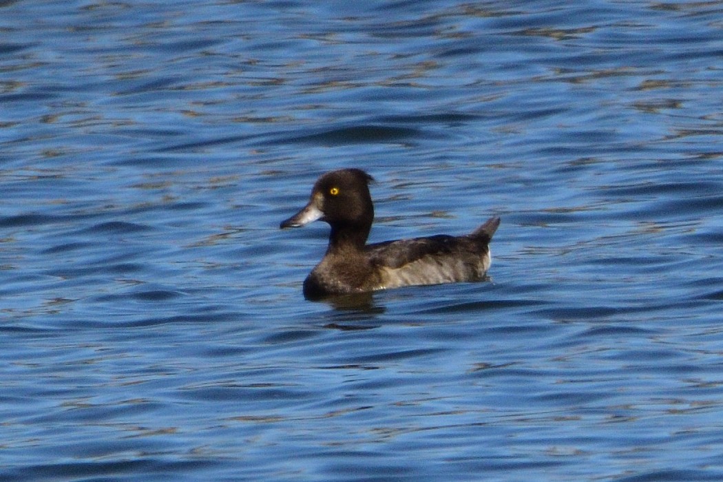 Tufted Duck - ML609320589