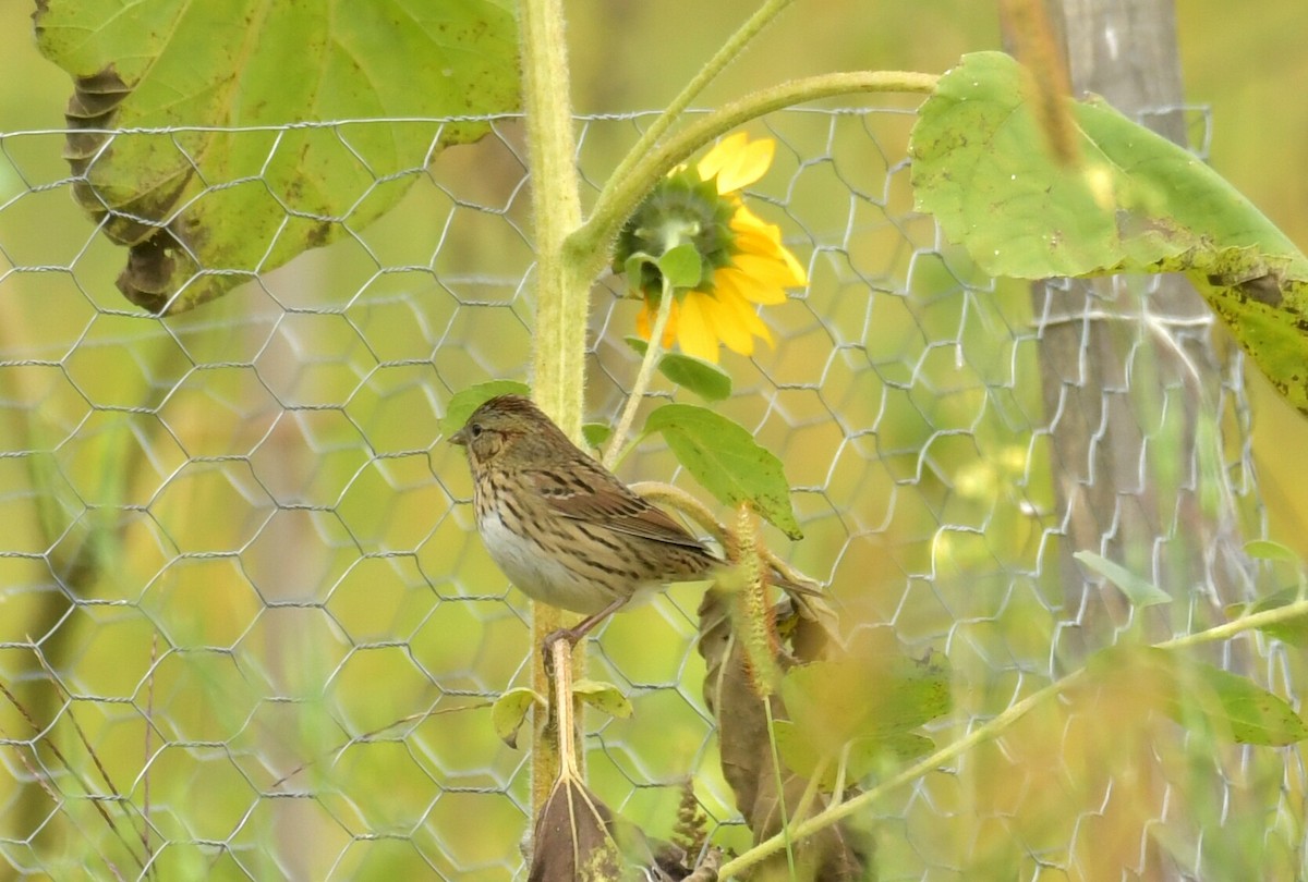 Lincoln's Sparrow - ML609320657