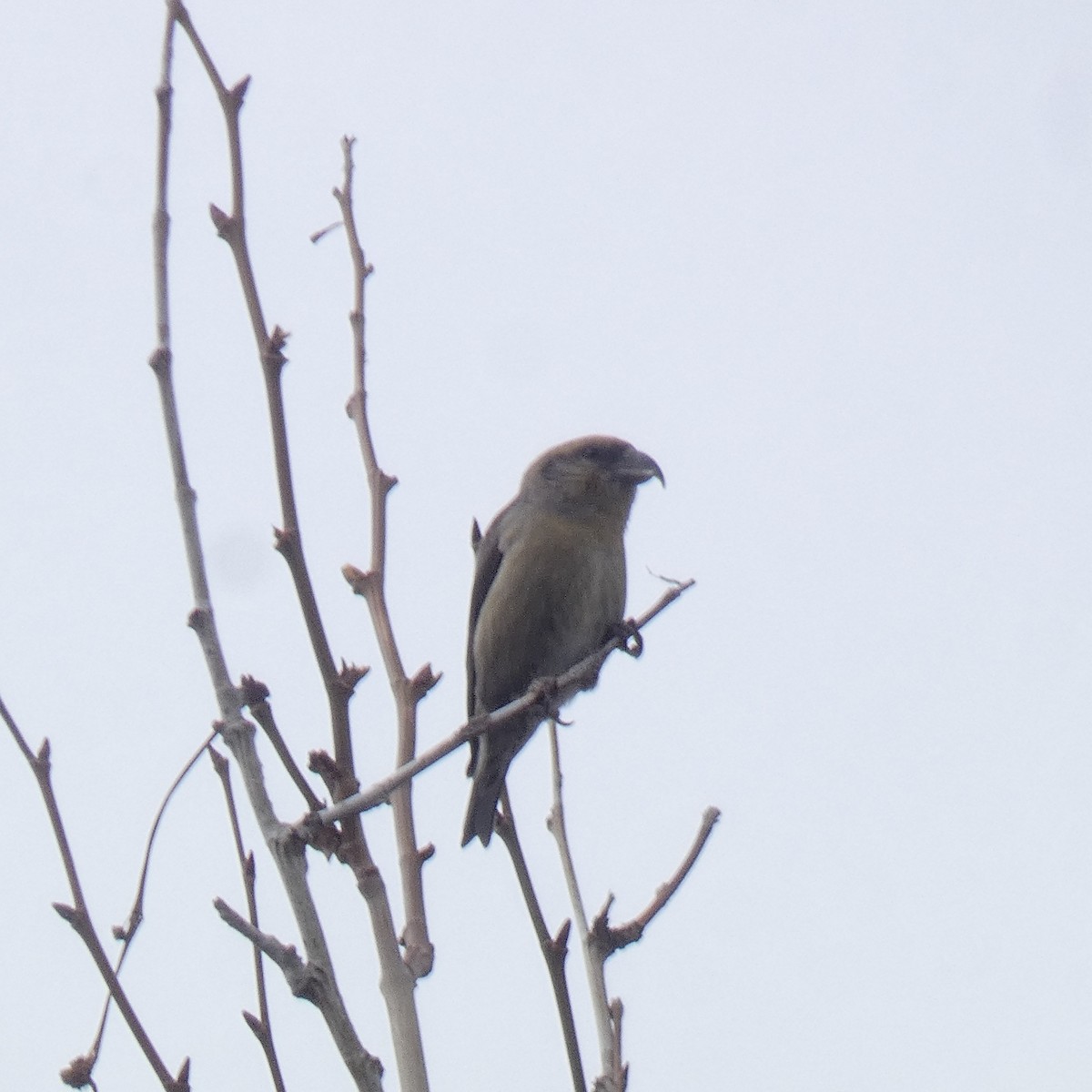 Гацуурын солбин хошуут - ML609320696