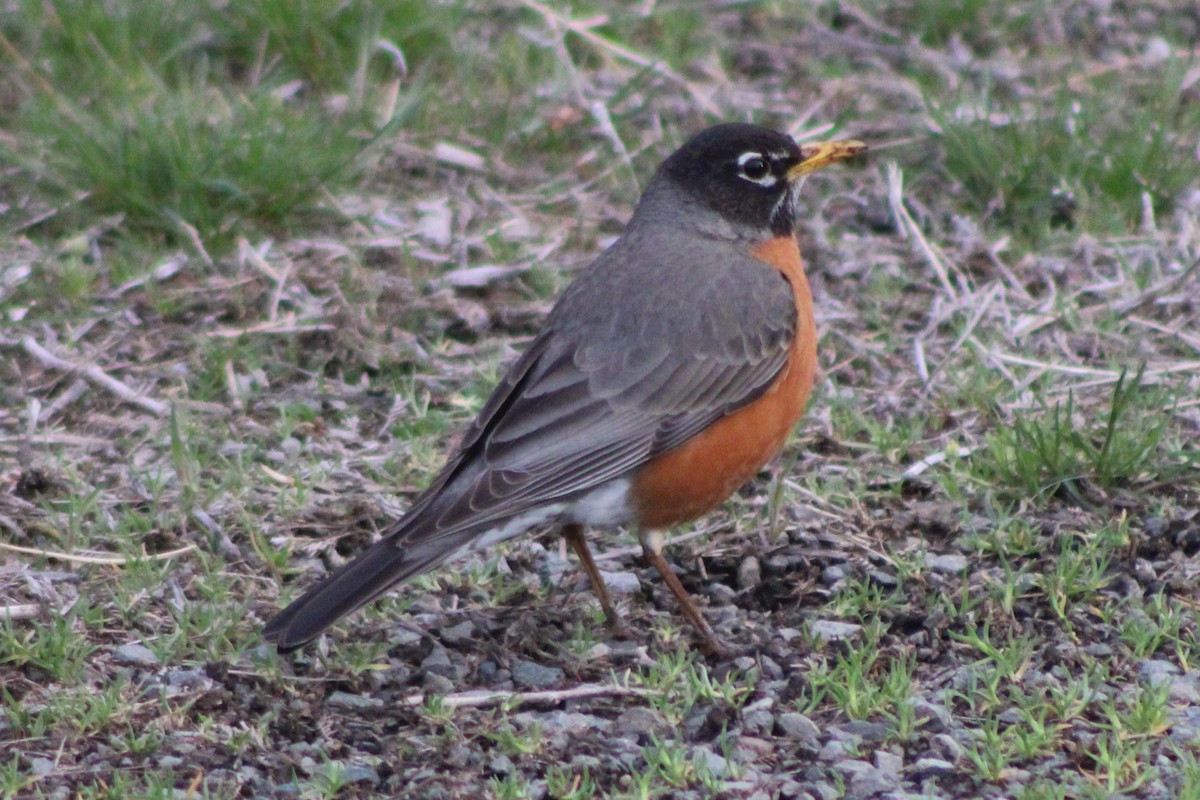 American Robin - ML609320705