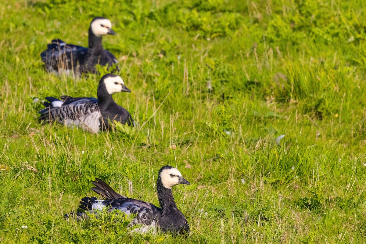 Barnacle Goose - ML609320872