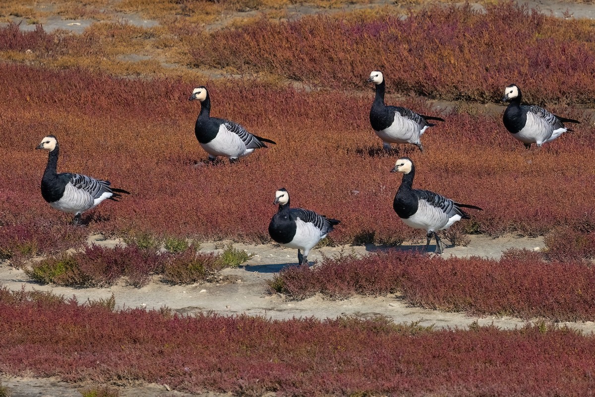 Barnacle Goose - Jaap Velden