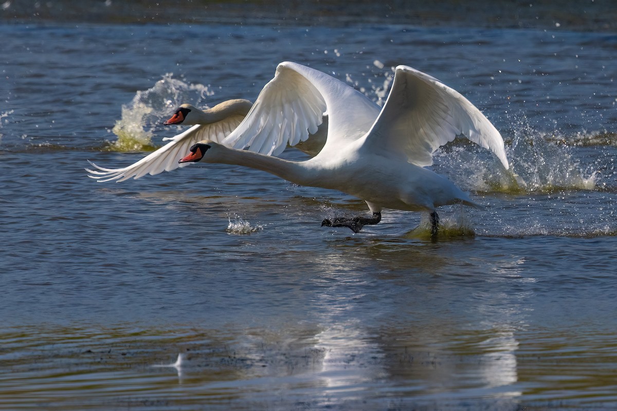 Cygne tuberculé - ML609320880