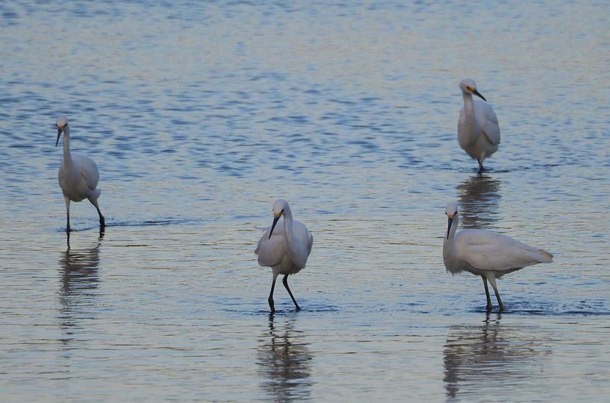 Snowy Egret - Dick Cartwright