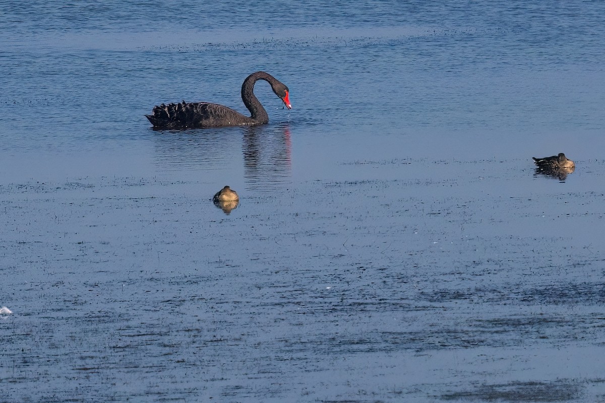 Black Swan - Jaap Velden