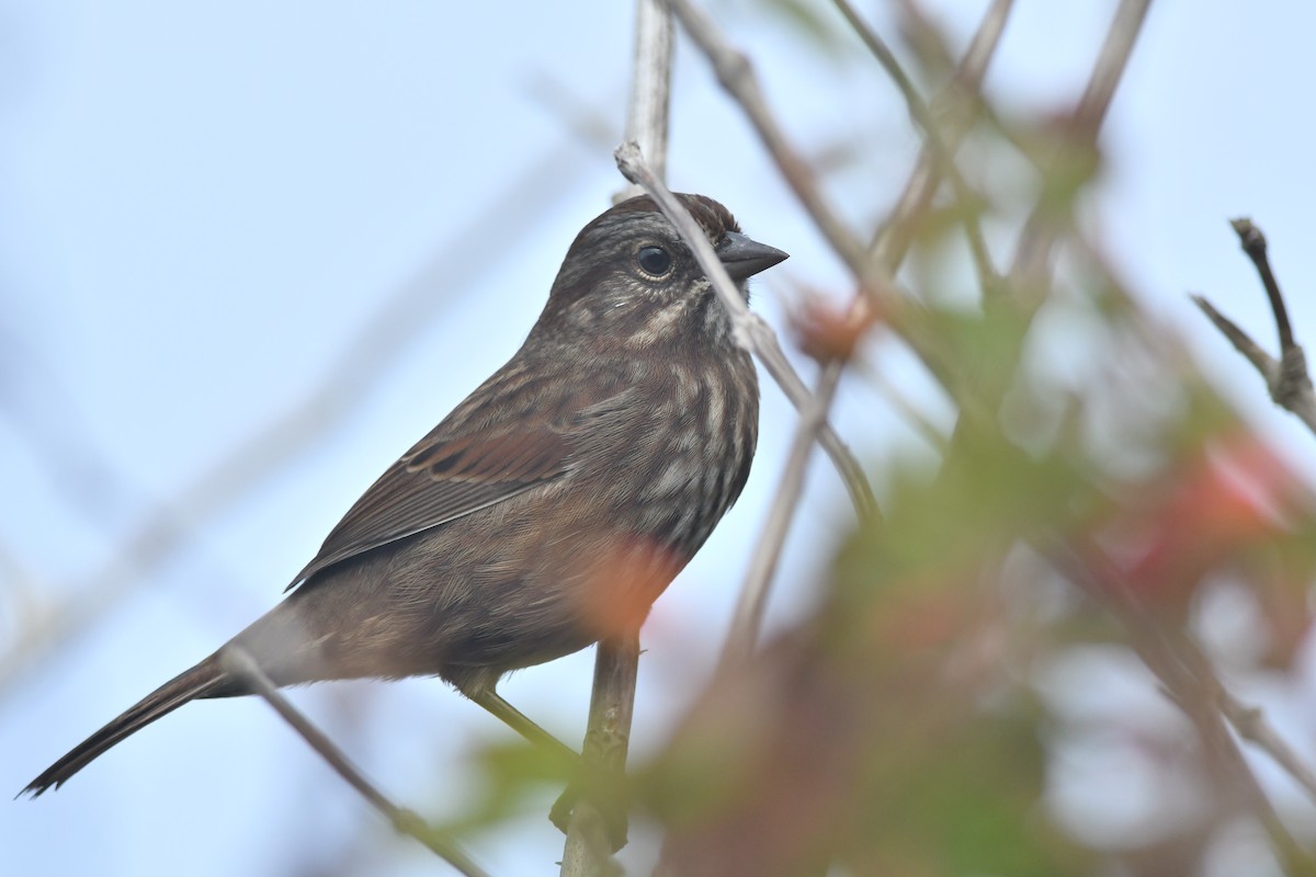 Song Sparrow - ML609320910