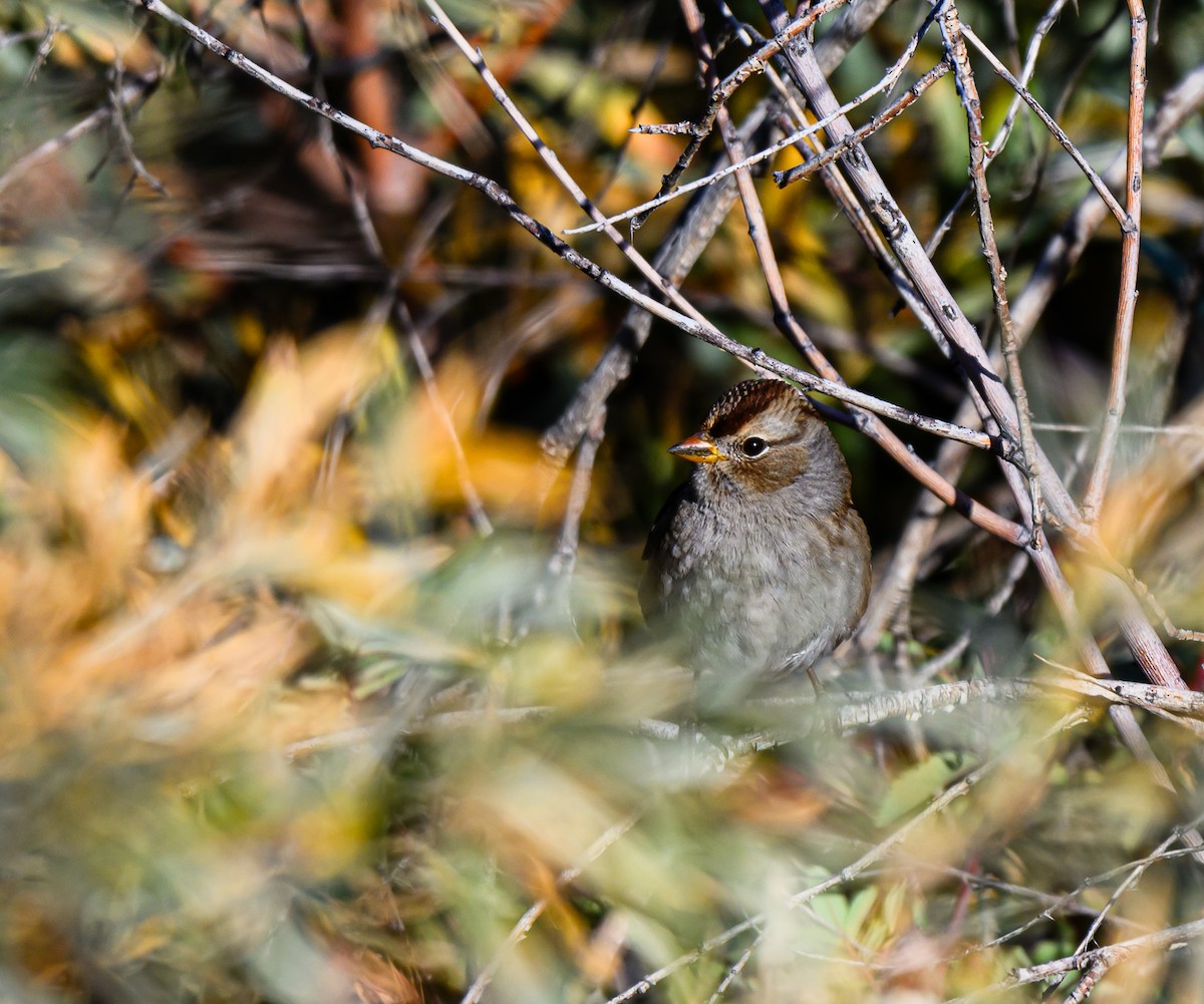 White-crowned Sparrow - ML609320912