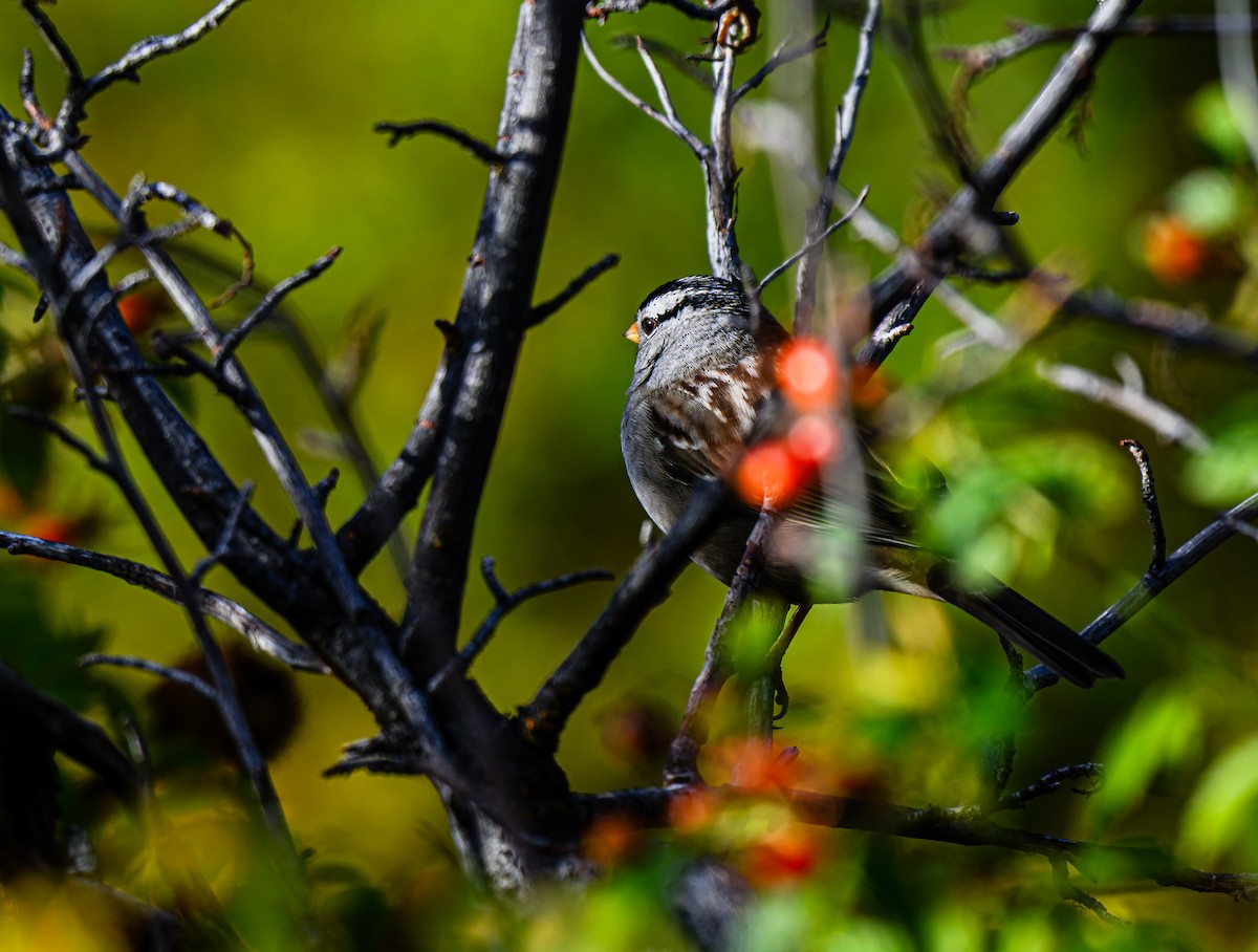 White-crowned Sparrow - ML609320913