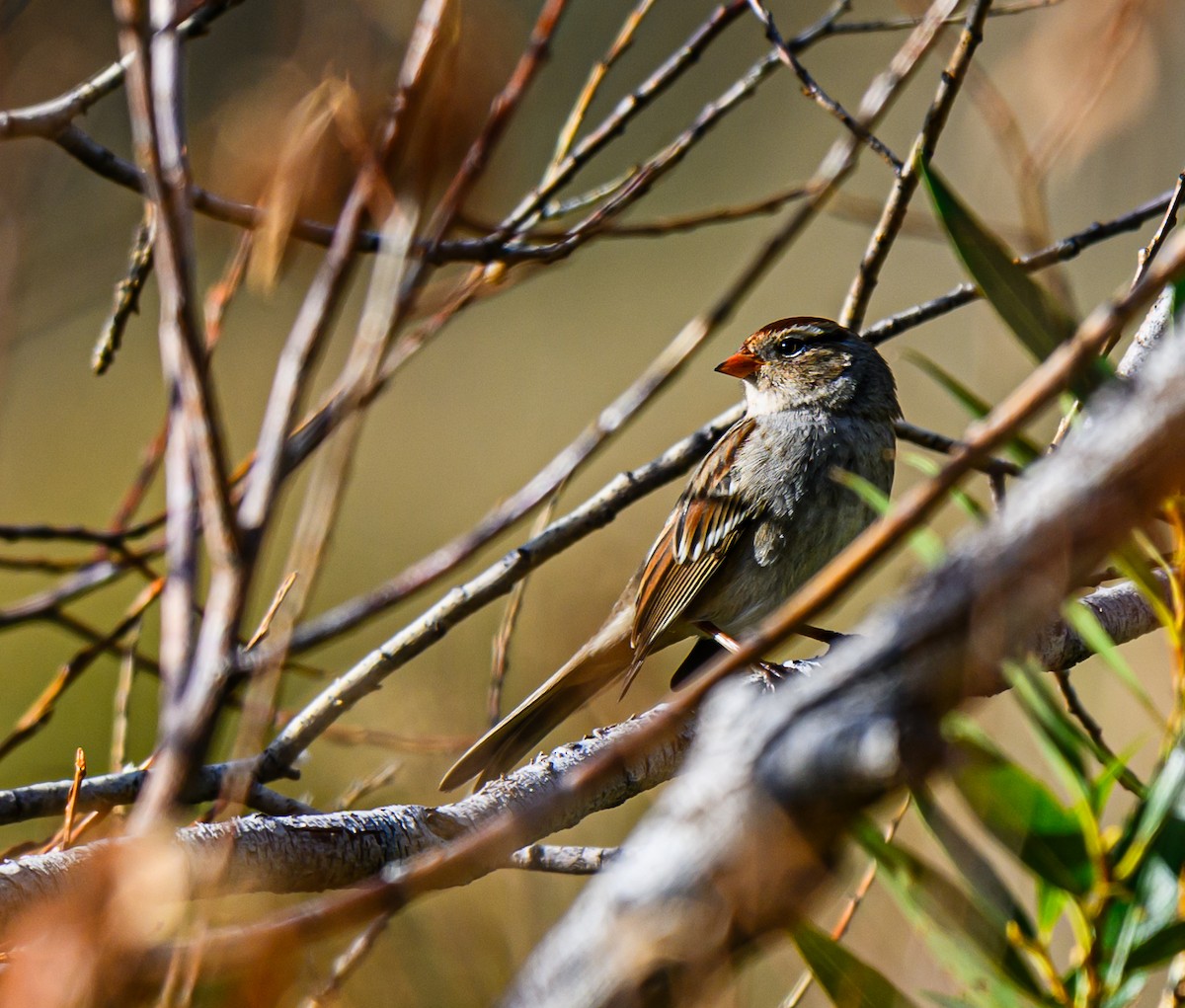 White-crowned Sparrow - ML609320952