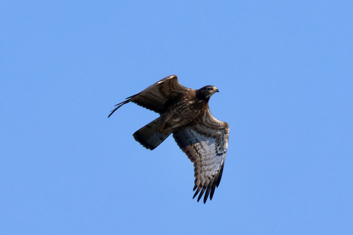 European/Oriental Honey-buzzard - ML609320962