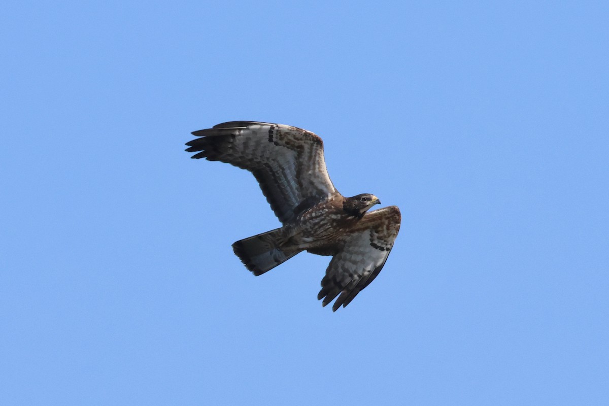 European/Oriental Honey-buzzard - ML609320963